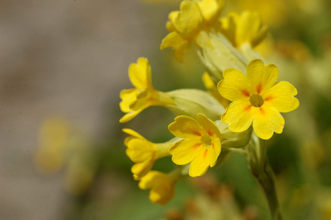 Heilpraktiker Schule Schlüsselblume Kreuzberg